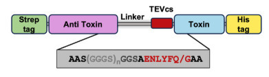 Modular Platform for Recombinant Production of Highly Toxic Bacterial Proteins | mbt | RMH | Scoop.it