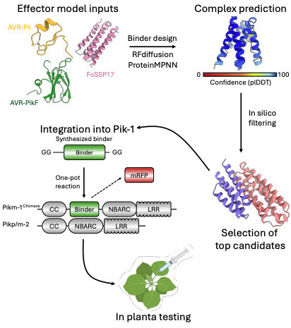 Computational design of de novo integrated domains enables rational control of pathogen effector recognition in plant NLR immune receptors | brvbve | RMH | Scoop.it