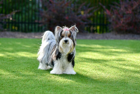 How Pet-Friendly Turf Can Improve Your Dog’s Health and Comfort | Fashion & Lifestyle | Scoop.it