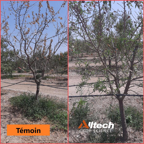 Mehdi Benzakour (Alltech MAROC) : &laquo; R&eacute;activer la vie du sol devient une priorit&eacute; &raquo;&nbsp; | CIHEAM Press Review | Scoop.it