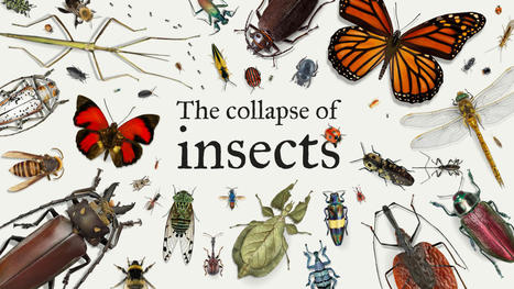 The collapse of insects | Rainforest CLASSROOM | Scoop.it