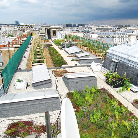 Un potager sur un toit dédié à la recherche | EntomoScience | Scoop.it