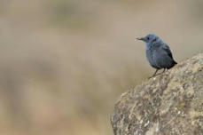 Un nouvel oiseau nicheur au Parc national des Pyrénées ! | Biodiversité | Scoop.it