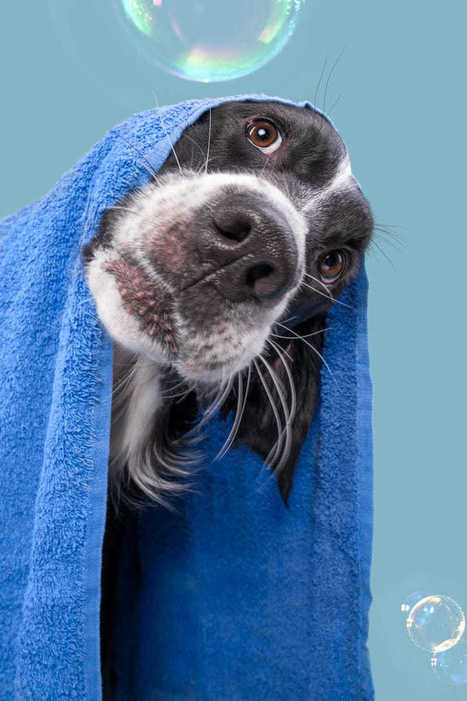 Dogs at bath time - the explorer by Elke Vogelsang  | Personas y Animales | Scoop.it
