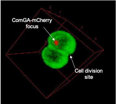 Natural transformation and cell division delay in competent Staphylococcus aureus | I2BC Paris-Saclay | Scoop.it