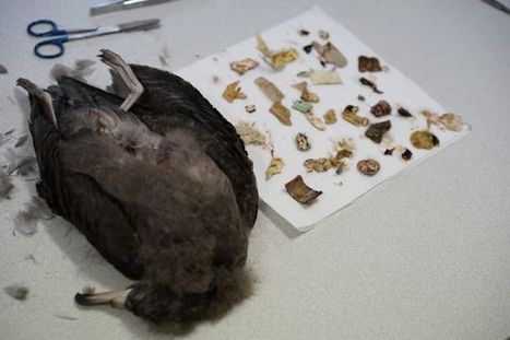 Pollution : comment l'ingestion de plastique affecte l'organisme des oiseaux marins | Biodiversité | Scoop.it