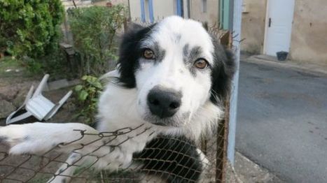 Dordogne : il porte plainte contre la SPA de Bergerac, qu'il accuse d'avoir fait adopter son chien disparu | J'écris mon premier roman | Scoop.it