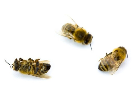 Deux laboratoires expliquent l'hécatombe d'abeilles | Toxique, soyons vigilant ! | Scoop.it