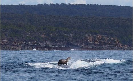 Seal spotted surfing humpback whale in Australia | No Such Thing As The News | Scoop.it