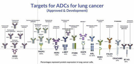 BioKnow on LinkedIn: #oncology #adc #immunotherapy #biotech | Immunology and Biotherapies | Scoop.it