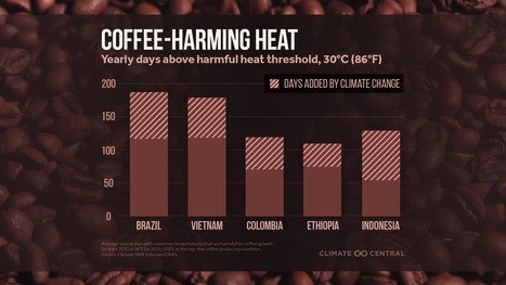 RESOURCES: More coffee-harming heat due to carbon pollution&nbsp; | RESSOURCES | Scoop.it