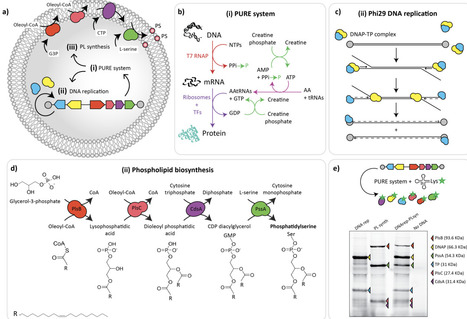 A synthetic cell with integrated DNA self-repli...