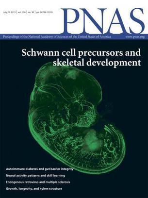 Efficient T cell–B cell collaboration guides autoantibody epitope bias and onset of celiac disease | PNAS | AUTOIMMUNITY | Scoop.it