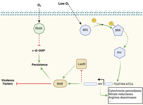 Harnessing Hypoxia: Bacterial Adaptation and Chronic Infection in Cystic Fibrosis | fems rev | RMH | Scoop.it
