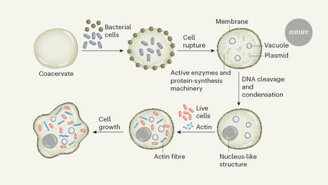 Life brought to artificial cells | SynBioFromLeukipposInstitute | Scoop.it