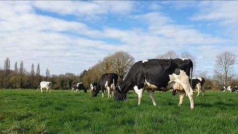 Le prix du lait payé aux éleveurs bien en dessous de l'indicateur | Economie de l'Elevage | Scoop.it