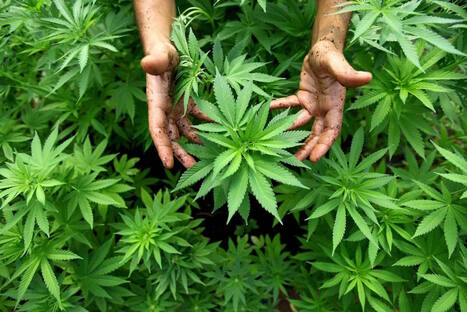  cannabis oil