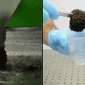 Les fourmis peuvent devenir fluide ou solide… | EntomoNews | Scoop.it