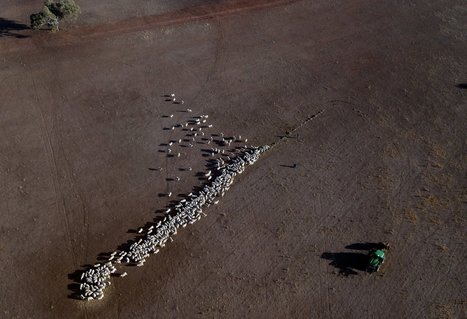Emus Swarm Town As Australia's Drought Worsens | Coastal Restoration | Scoop.it