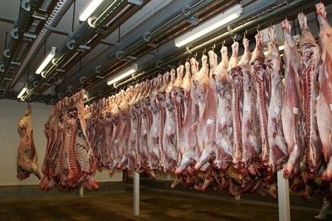 Allemagne: Plus de 90 employés d'un abattoir contaminés par le coronavirus - Monde - lematin.ch | La Gazette des abattoirs | Scoop.it
