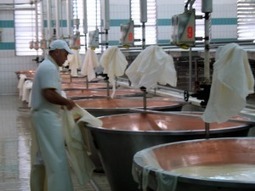 Italian Cheese: The Makings of Parmigiano&nbsp;Reggiano | Good Things From Italy - Le Cose Buone d'Italia | Scoop.it