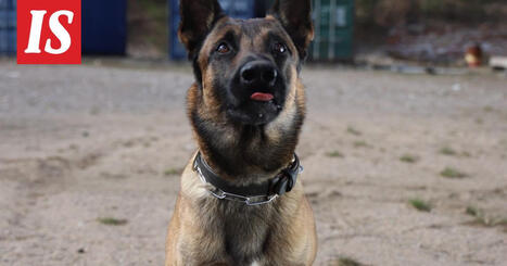 Into-koira l&ouml;ysi vanhuksen Heinolassa | 1Uutiset - Lukemisen t&auml;hden | Scoop.it