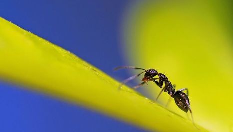 Les fourmis | EntomoScience | Scoop.it