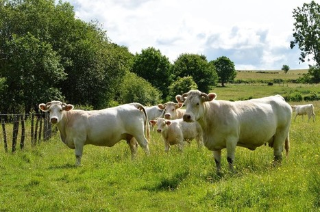 Viande bovine – Léger mieux dans les laitières | Actualité Bétail | Scoop.it