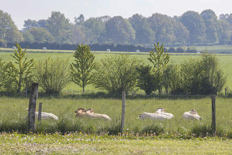 [Webinaire] Outils de la nouvelle PAC dans les zones sensibles aux pollutions diffuses | Biodiversité | Scoop.it