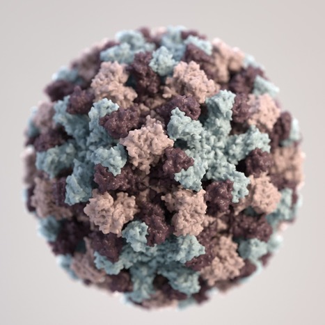 Scientist map the&nbsp; Antibody response to&nbsp;Norovirus vaccination and identify broad neutralizing antibodies | Virus World | Scoop.it