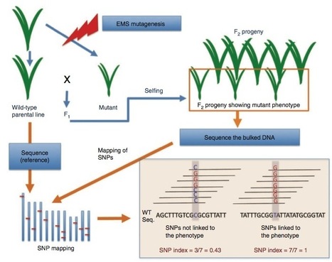 Nature Biotechnology: Genome sequencing reveals agronomically important loci in rice using MutMap (2012) | Publications | Scoop.it