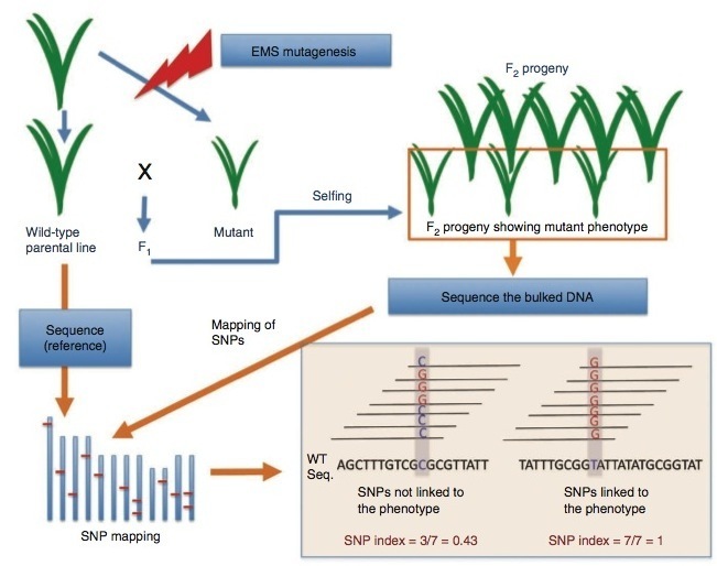 Nature Biotechnology: Genome sequencing reveals...