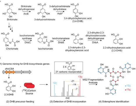 Inverse stable isotope labeling (InverSIL) links predicted catecholate siderophore gene clusters to their products in diverse bacteria | mBio | RMH | Scoop.it