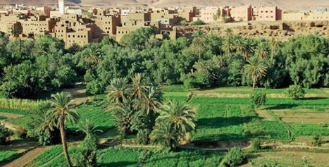 Arganier et zones oasiennes : bient&ocirc;t une nouvelle strat&eacute;gie innovante &agrave; l&rsquo;horizon 2030 - Aujourd'hui le Maroc | Gestion Durable des Ressources | Scoop.it