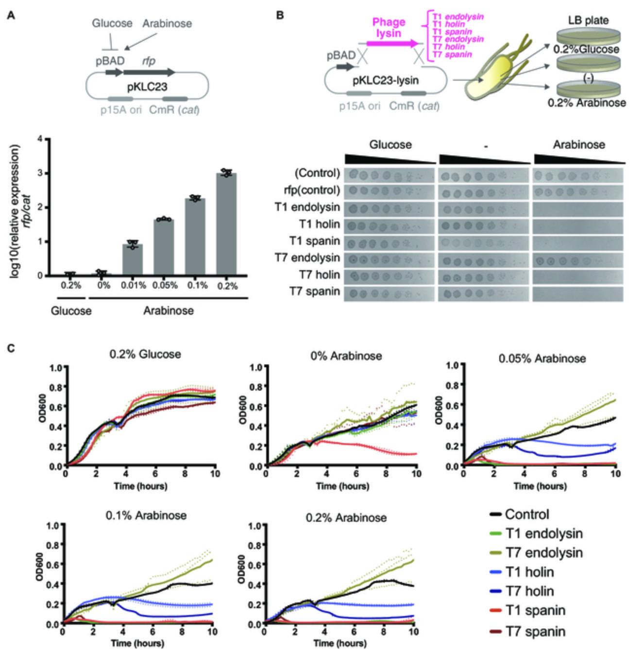 Harnessing a T1 Phage-Derived Spanin for Develo...