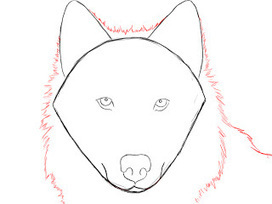 How To Draw A Wolf ~ Draw Central | Drawing and Painting Tutorials | Scoop.it