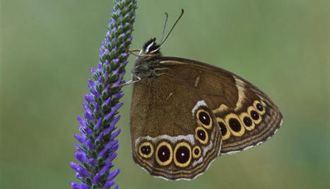 Lettre d'information INPN Espèces n°14 Juillet 2022 | Biodiversité | Scoop.it