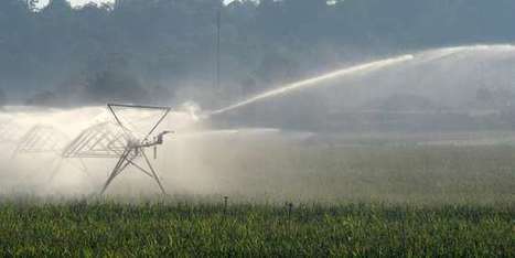 La Roumanie vampirise le march&eacute; europ&eacute;en du ma&iuml;s | CIHEAM Press Review | Scoop.it