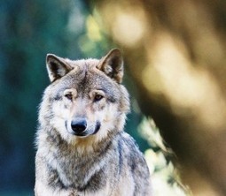 Le ministère de l’écologie veut former des chasseurs et des éleveurs à la destruction du loup | FERUS | Loup | Scoop.it