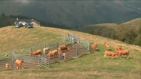 Dans les Pyrénées, les éleveurs s’inquiètent de l'avenir des estives et de l'agriculture de montagne | Vallées d'Aure & Louron - Pyrénées | Scoop.it