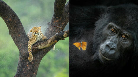 Les magnifiques clichés lauréats du Africa Geographic Photographer of the Year 2025 | Biodiversité - @ZEHUB on Twitter | Scoop.it