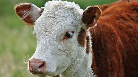 Un cas de fièvre catarrhale ovine de sérotype 4 détecté dans l'Allier : le premier en France continentale | Variétés entomologiques | Scoop.it