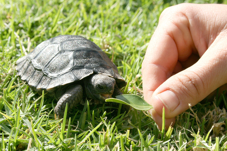 Baby Galapagos Tortoise Turtle Conservancy – News | Galapagos | Scoop.it