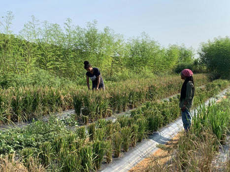 USA: How One Organization is Restoring a Community of Black Farmers | SRI Global News ++ March - May 2025    System of Rice Intensification (SRI) | Scoop.it