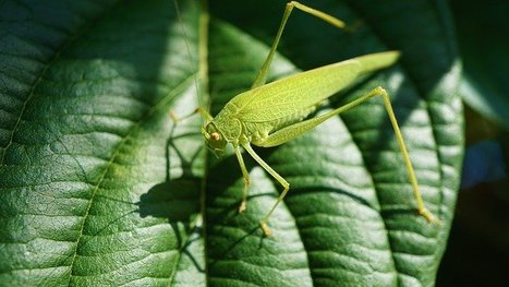 Biodiversit&eacute; en 2021 : quels enjeux ? | Vari&eacute;t&eacute;s entomologiques | Scoop.it