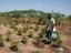 Souleymane Diallo : «Le Sénégal va se mettre aux OGM» | Questions de développement ... | Scoop.it