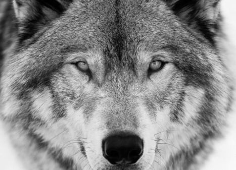 L’appel du loup de Fabrice Nicolino | Biodiversité | Scoop.it