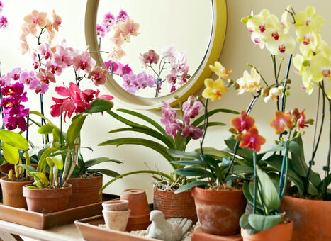 3 Reasons Why Your Orchid Flowers Are Falling Off Too Soon | Best Backyard Patio Garden Scoops | Scoop.it