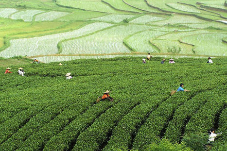 La formidable histoire du thé - Le Vif | Thé, plantes à infusion, tisanes | Scoop.it