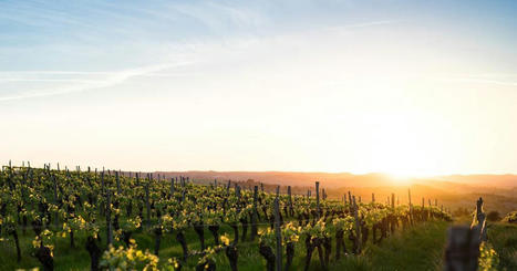 How the wine industry can build a more sustainable future | Supply chain News and trends | Scoop.it